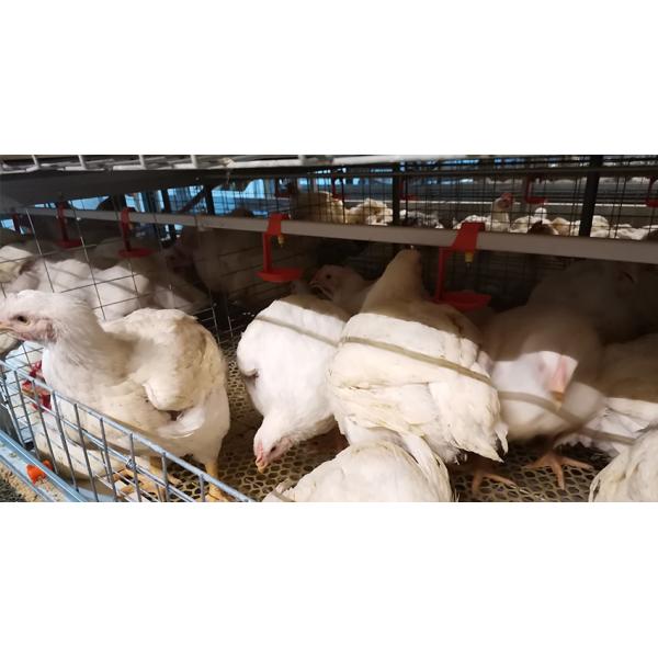 poultry drinking nipple Durable H Frame Automatic Chicken Broiler Cage Electric Cages with Q235A Steel
