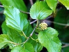 Mulberry Leaf Extract, 1-DNJ 1%, 10：1, Chinese Manufacturer, natural reduce blood glucose, High quality