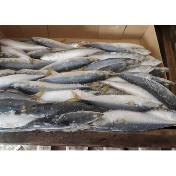 A Grade 50g-60g Pacific Mackerel Fresh Frozen Seafood