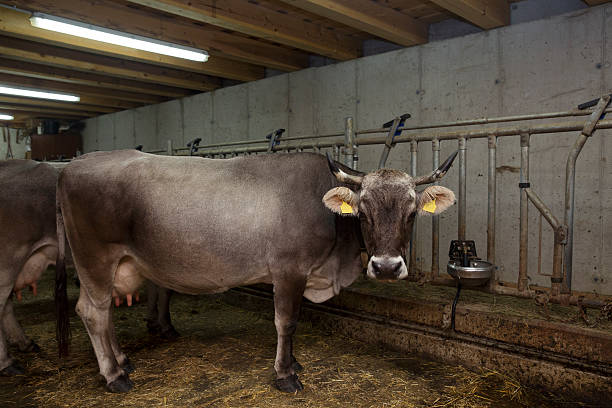 Hot-Dip Galvanized Steel Cattle Shed with Natural Ventilation and Customizable Design for Dairy and Beef Cattle
