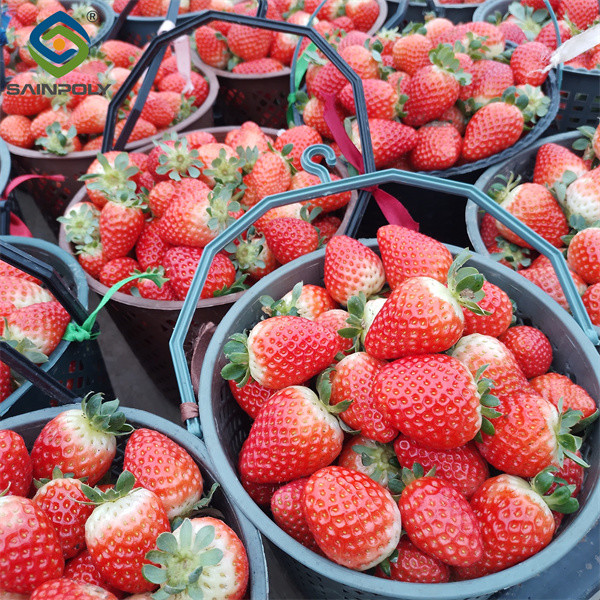 Commercial Automated Strawberry Greenhouse Multi Span Film Greenhouse