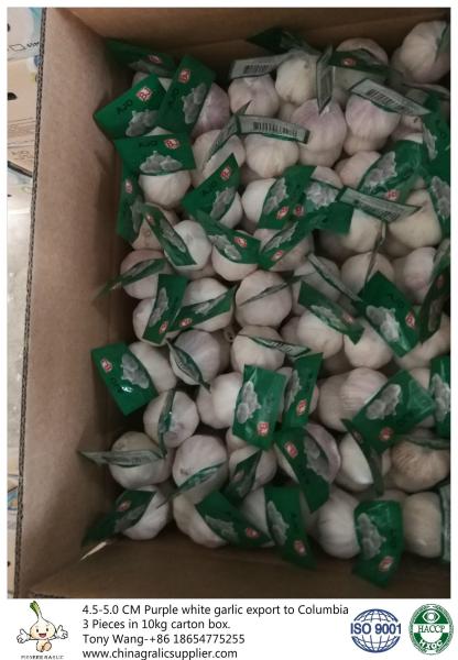 Garlic to Columbia; package: 3 pieces in 10 kg carton box; Size: 4.5-5.0 cm; Normal white garlic.
