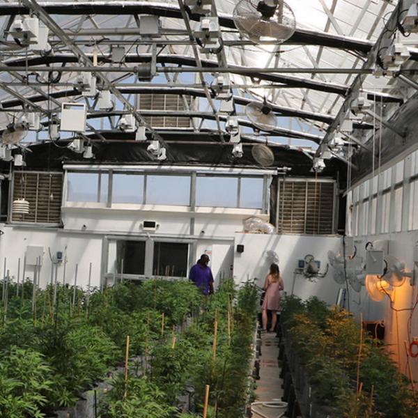 Blackout Mushroom Single-span Tunnel Light Deprivation Greenhouse For Agriculture