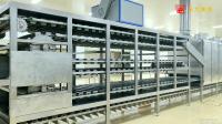 Linha de produção de macarrão fresco de maturação totalmente automática