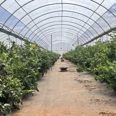 Oferta inicial de pagamento de um sistema de estufa comercial para um túnel hidropónico acessível