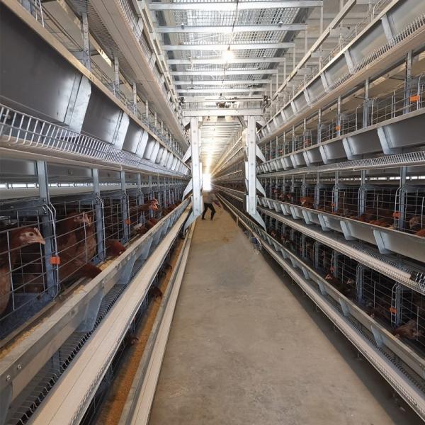 Le poulet soudé de couche d'oeufs de fil met en cage le type chaud de Q235A H plongé galvanisé