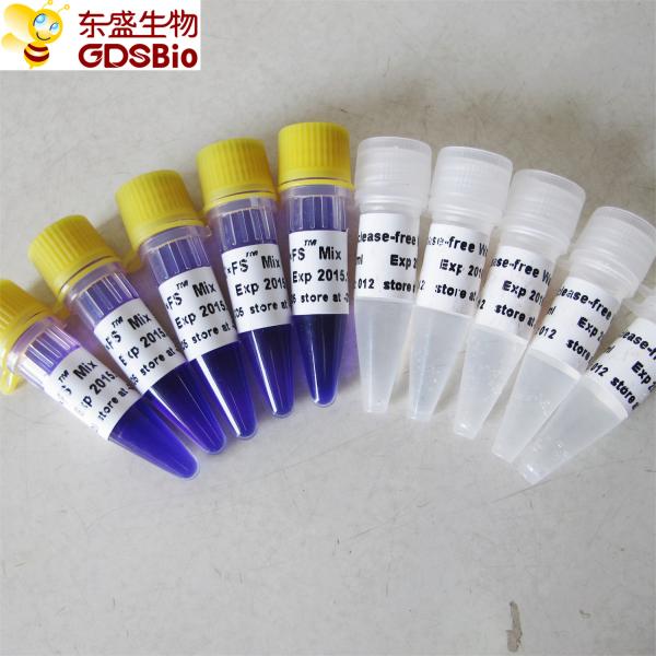 FS PCR Mix For DNA RNA Nucleic Acid Detection P2071 P2072