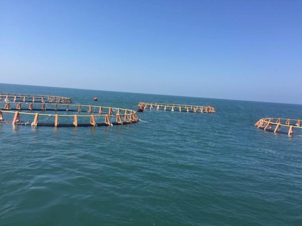 10 To 38m Diameters Circular Fish Cages Anti Wind With 315mm Floating Pipe