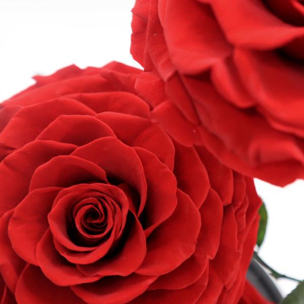 Real Touch Eternal Preserved Rose Glass Dome For Valentines Day Gift