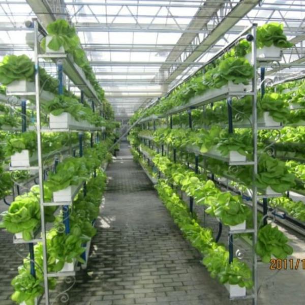 Venlo Glass Greenhouse for Lettuce Hydroponics Stable Structure