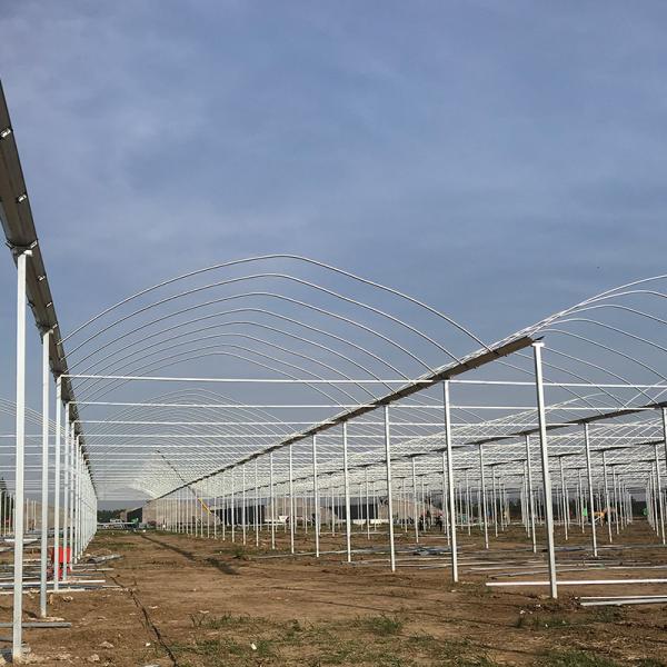 Multi Span Polytene Film Agricultural Greenhouse with Automatic Controlling System