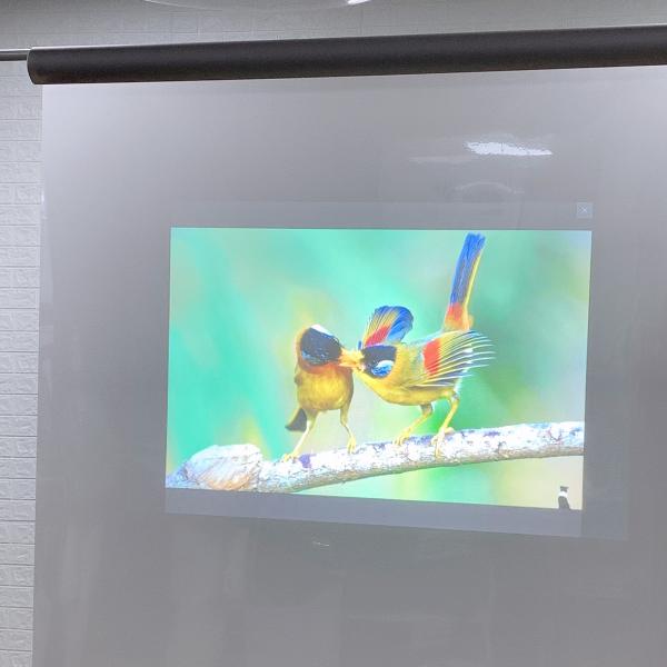 Filme holográfico transparente da projeção traseira do espaço livre do filme da propaganda de janela com preço competitivo