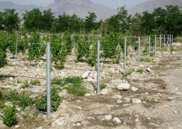 Orchard Plantations Metal Grape Vine Trellis Posts High Strength Eco Friendly