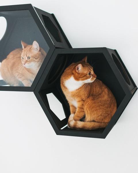 Hexagon Modern Pet Furniture Cat Wall Shelf 50lb Bearing Cat Cave Bed Cat Climbing Frame