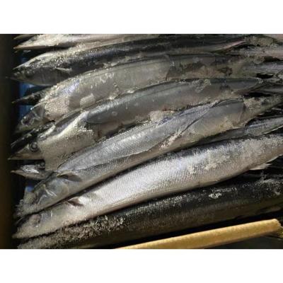 All Size Sea Frozen BQF Pacific Saury Cololabis Saira