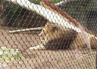Irregular Shape Ferrule Type Cable Mesh ss304 Zoo Enclosure Mesh For Tiger