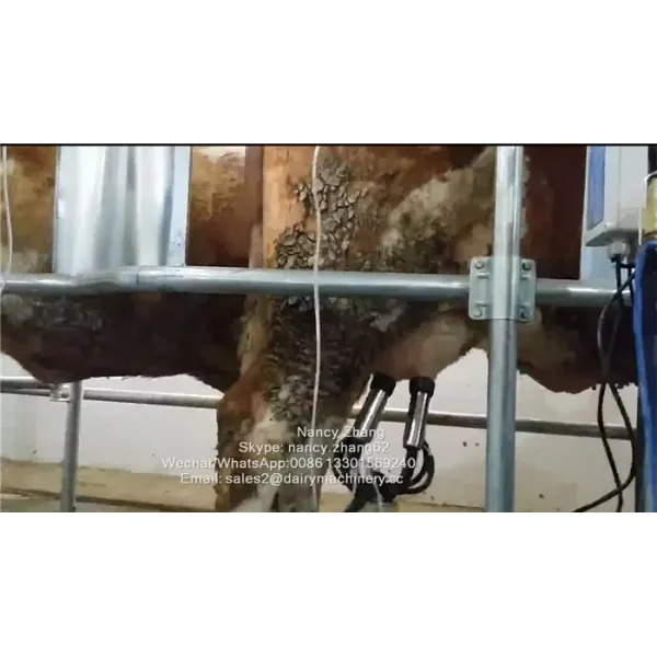 Flow Milk Meter Herringbone Milking Parlor System with ACR Automatic Cluster Remover and Waikato Milk Meter for Cows