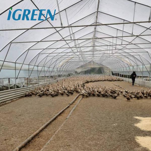 Steel Single-Span Small Greenhouse with PE Film Cover for Ducks or Chickens