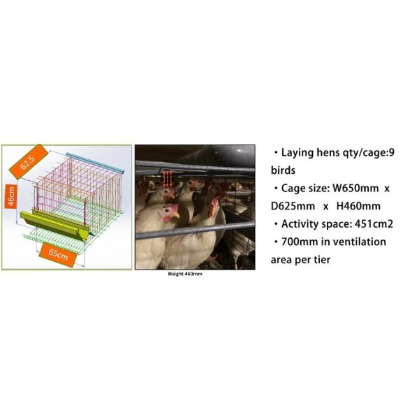 High Quality Full Automatic Poultry House Machinery with Corrosion Resistant Hot Dip Galvanised Steel and Automatic Feeding System