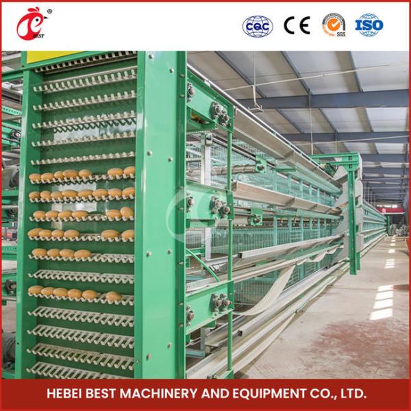 Automatic Battery Egg Layer Chicken Cage Equipment Farm Poultry Laying Hens Rose