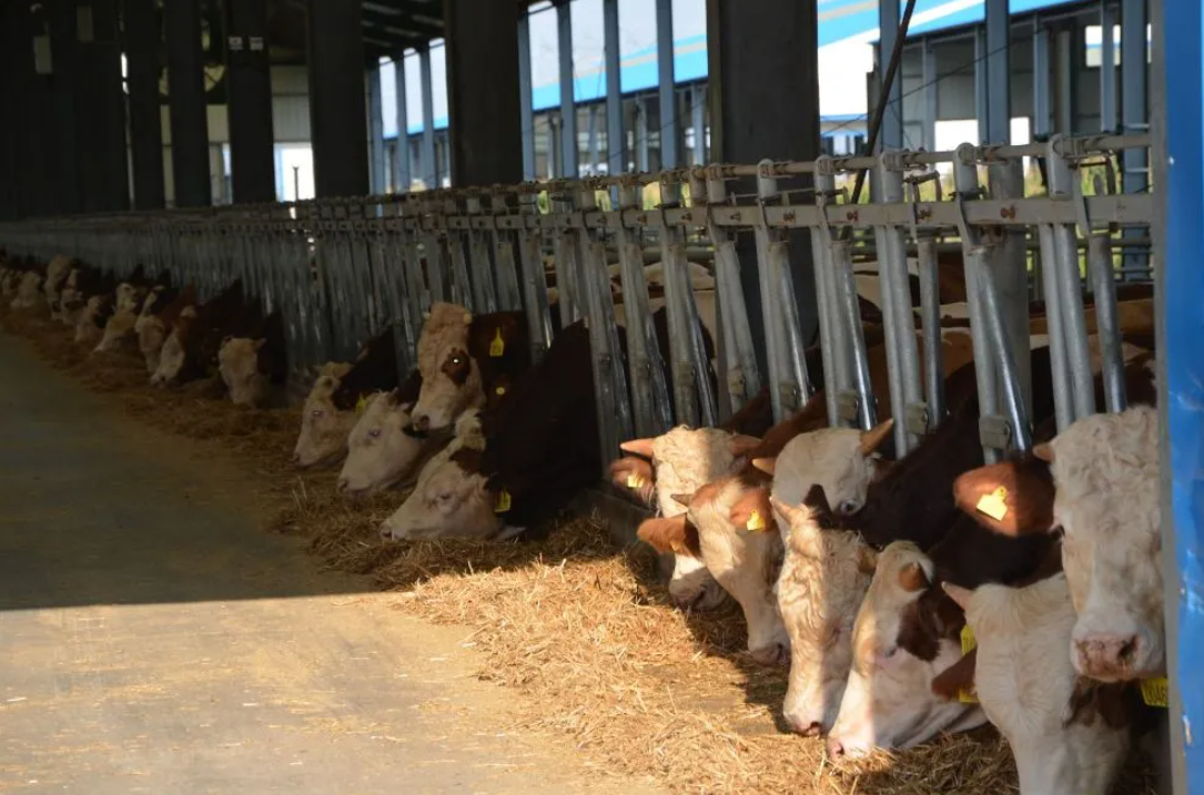Customizable Earthquake Resistant Corrosion Resistant Quick Assembly Steel Structure Poultry House for Livestock Farming