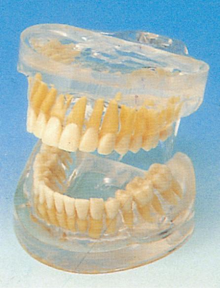 Transparent Adult Human Teeth Model for Hospitals , Schools , Colleges Training