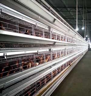 Long Service Life Hot Dip Galvanized Poultry Farming Meat Broiler Battery Rearing Cage