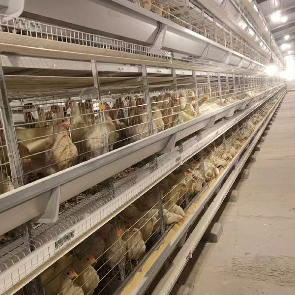 H Type Automatic System Chicken Cage layer Poultry Farming Equipment