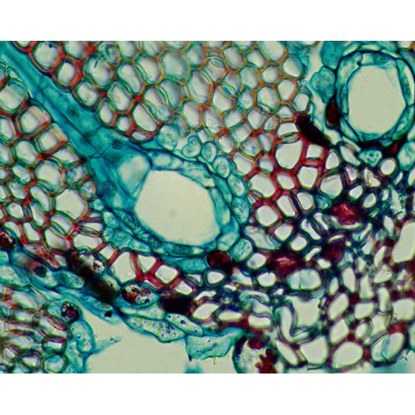 Research Scientific Full Auto Motorized Opto-Edu Binocular Biological Microscope A12.1095