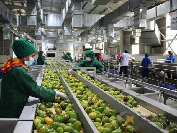 380V 2T/H Stainless Steel Mango Pulp Production Line
