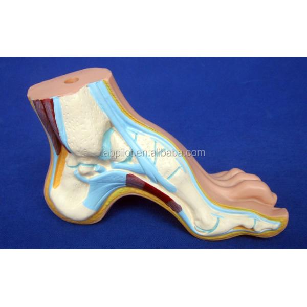 Categories Detailed Anatomy Structures 3D Biological Normal Flat and Arched Foot Models