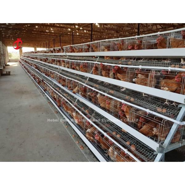 2.8mm-3.5mm Cage Wire Diameter Poultry Farming Cage System for High Rearing Efficiency Adela