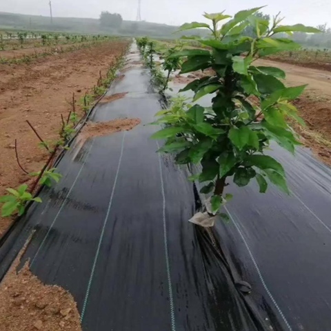 High Tensile Strength Weed Barrier Fabric Dual Functions For Weed Control