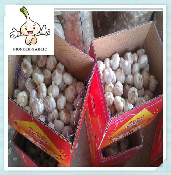 Fresh agriculture products natural white garlic from Jining city