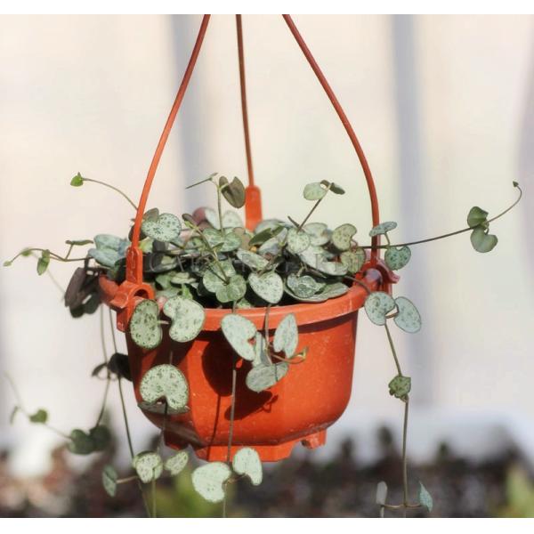 Засаживать аксессуар сада крюка цветочного горшка HDPE PVC смертной казни через повешение мягкий пластиковый