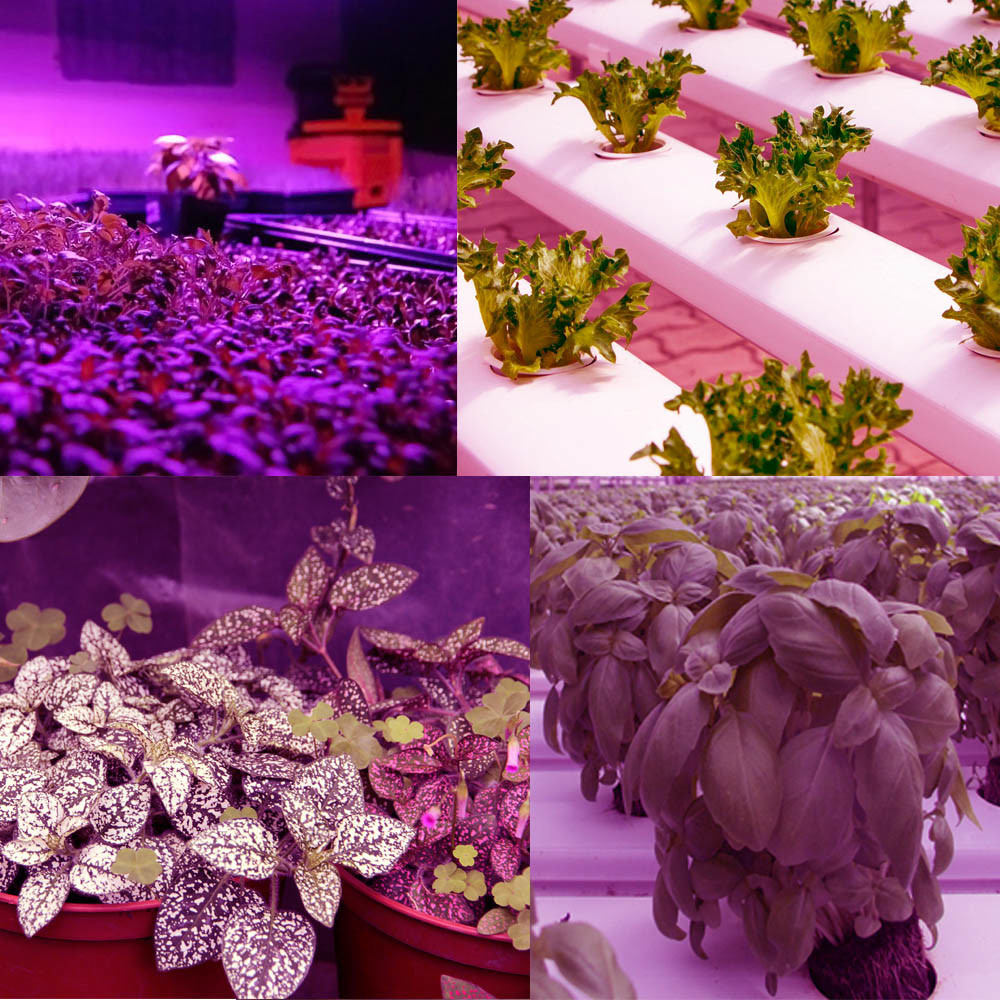 Лампа Hydroponic полного спектра саженца СИД 60 ПК Phyto