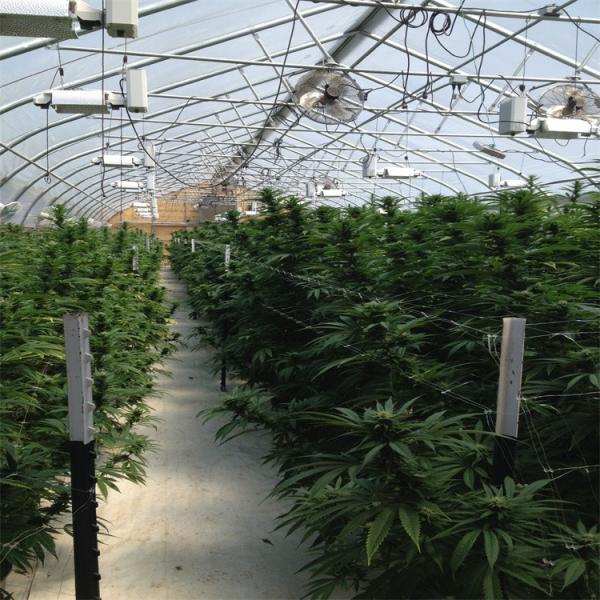 Invernadero ligero hidropónico de la privación del solo del palmo del túnel sistema del apagón