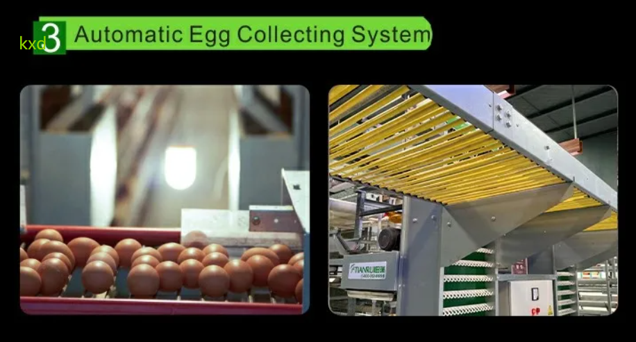 Hot-dip galvanized H-type layer cage with high egg laying rate and good ventilation for large scale poultry breeding