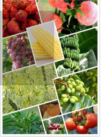 25057-89-0 Agrochemical Pesticides Herbicide Bentazone 95%TC