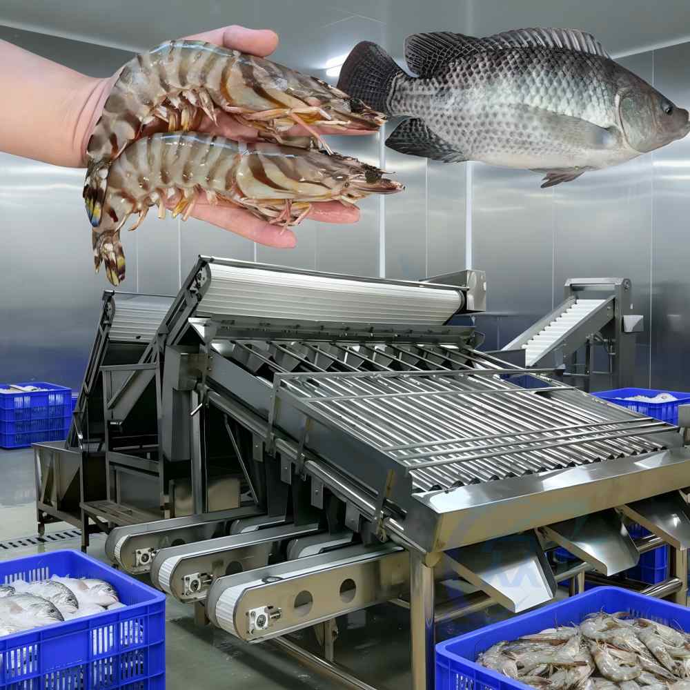 Stainless Steel 304 Shrimp Grader 1000kg-1200kg Prawn Grading Machine