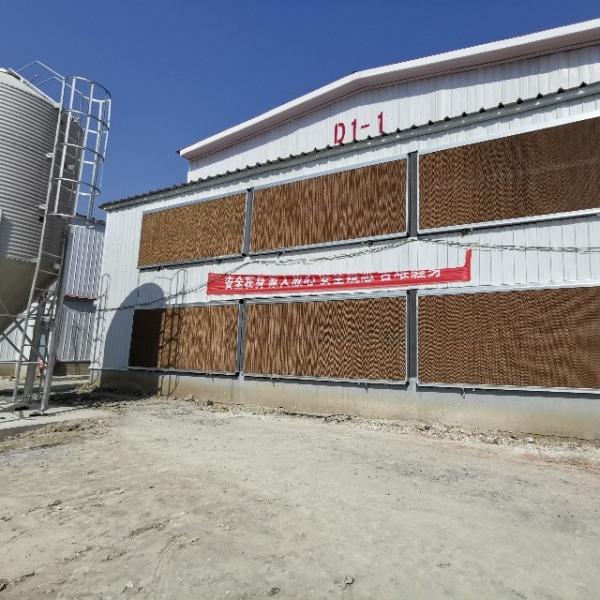 Hot Galvanized Automatic H Type Chicken Layer Cage Broiler Poultry Cage Space-Saving Design