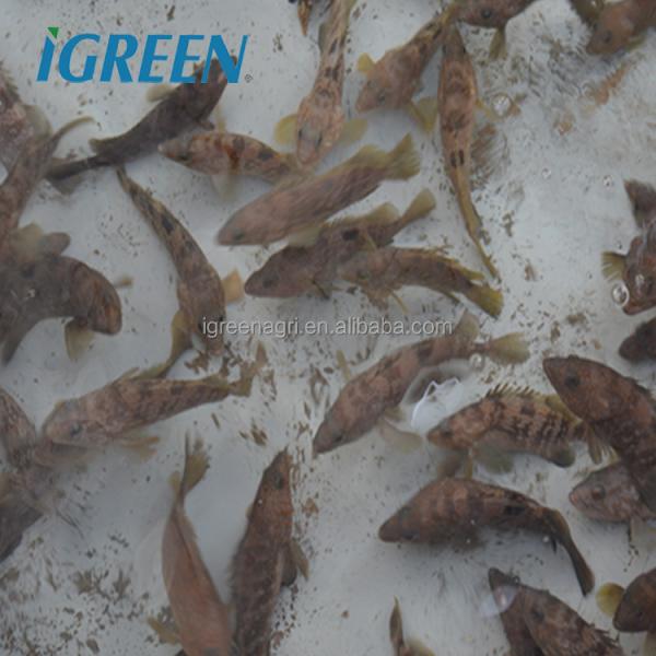 Shrimp Recirculating Aquaculture System Easy Installation Ras System Fish Farming