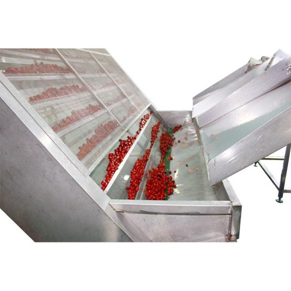 0.2 To 0.5mPa Steam Air Recycling Red Dates Mesh Belt Dryer Machine For Fruit