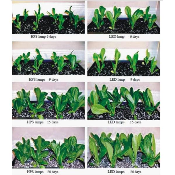 300Wled plant light  led plant led grow lgihts for LED horticulture lighting 715.0x242.0xH110.0LED grow ight 35W*9 led