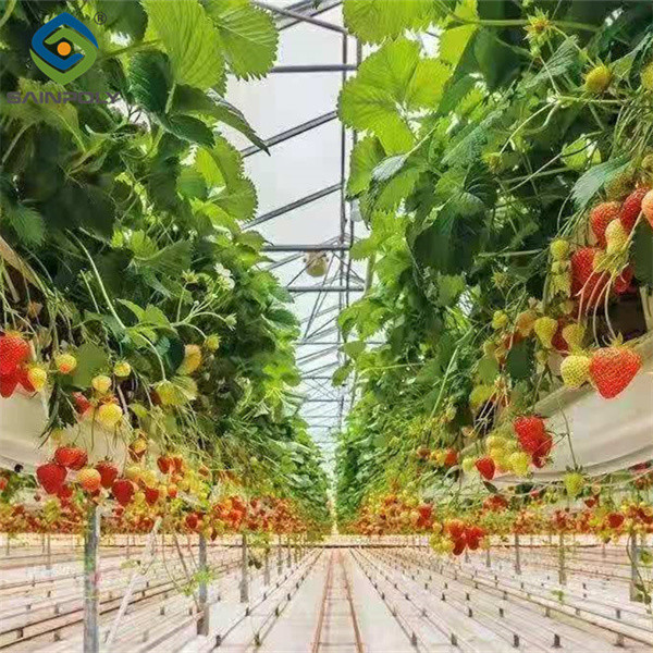 Efficient Strawberry Plant Greenhouse Easy To Install High Performance