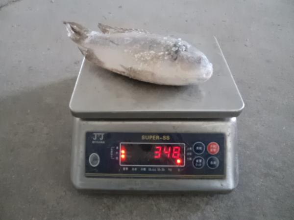 Frozen  fish tilapia whole round with good quality and competitive price