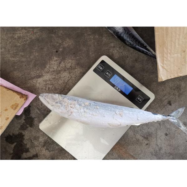 Scomber Japonicus под 18 скумбрией степени 300g свежей замороженной