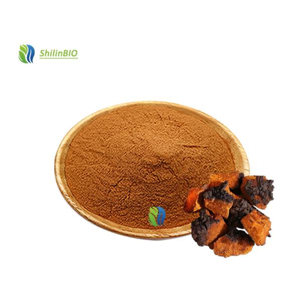 チャガキノコ抽出物 30~45% ポリサカリド