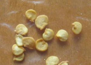 HACCP Spicy Dried Chilli Seeds 8mm Size 5% Moisture Hot Taste