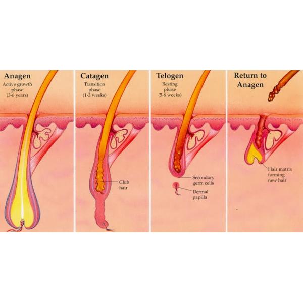 FDA CE approved Sincoheren Razorlase like lightsheer Soprano SHR hair removal laser diode laser hair remova